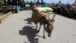 Keledai Jadi Transportasi Utama Angkut Barang di Pulau Lamu Kenya