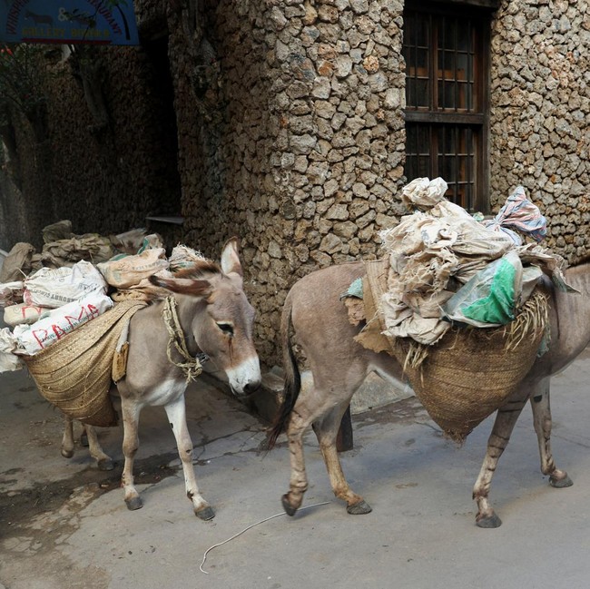 Keledai Jadi Transportasi Utama Angkut Barang di Pulau Lamu Kenya