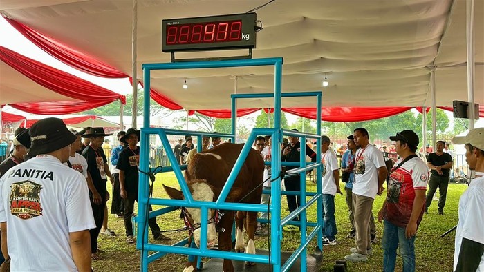 Kontes sapi di Bogor.