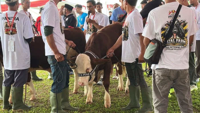 Kontes Sapi Piala Presiden 2026 di Bogor