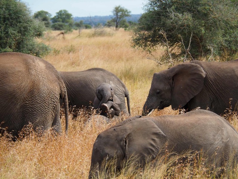 Nikon Comedy Wildlife Awards 2026