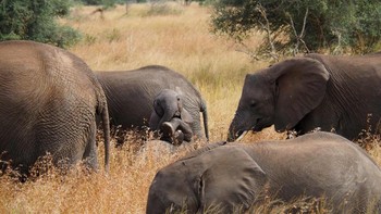 Seekor bayi gajah di Afrika Selatan dengan ekspresi dan pose yang menggemaskan. Foto: Hannah Dietl/Nikon Comedy Wildlife Awards 2026