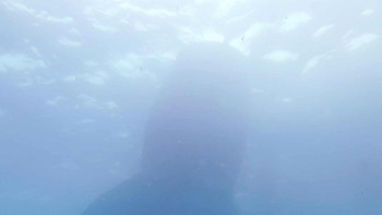 *Theme song film Jaws tiba-tiba terdengar* Ikan spadefish ini bisa mendeteksi kehadiran hiu paus yang tiba-tiba mendekat. Foto: Kyo Chen/Nikon Comedy Wildlife Awards 2026