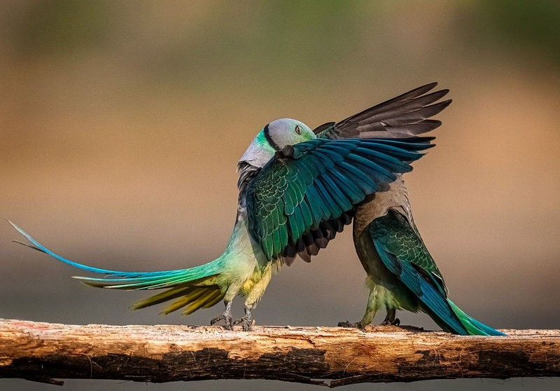 Nikon Comedy Wildlife Awards 2026