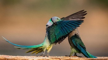 Dua burung parkit ini sedang bisik-bisik apa ya? Foto: Jeetendra Chaware/Nikon Comedy Wildlife Awards 2026
