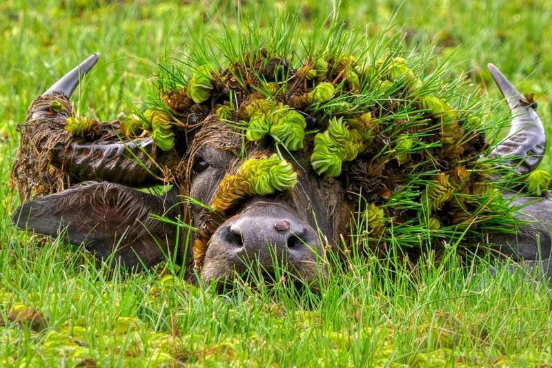 Nikon Comedy Wildlife Awards 2026