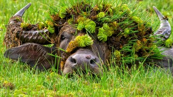 Seekor kerbau di Sri Lanka memamerkan hiasan karangan bunga di kepalanya. Kelihatan cantik kan? Foto: Andy Rouse/Nikon Comedy Wildlife Awards 2026