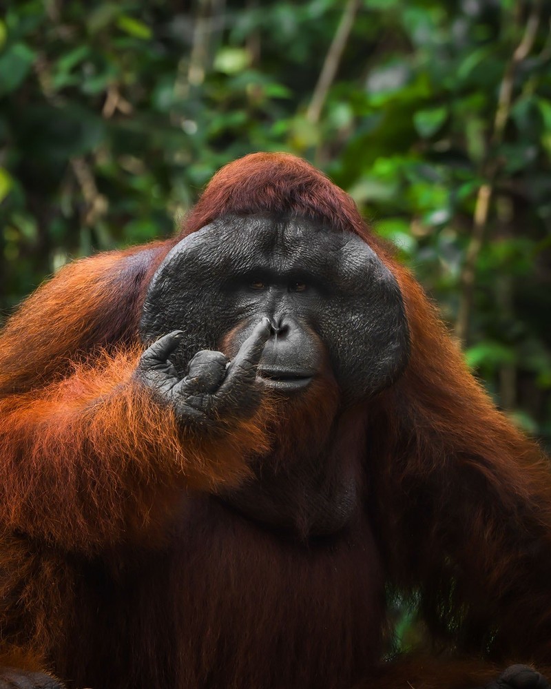 Nikon Comedy Wildlife Awards 2026