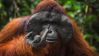 Aksi Kocak Satwa Liar Tertangkap Kamera, Bikin Ngakak!