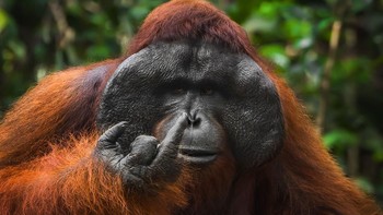 Orang utan ini kok kasar ya, siapa yang ngajarin nih? Foto: Tanner Mansell/Nikon Comedy Wildlife Awards 2026