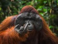 Aksi Kocak Satwa Liar Tertangkap Kamera, Bikin Ngakak!