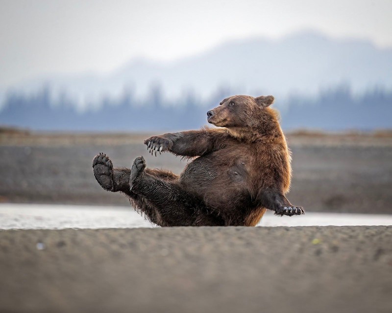 Nikon Comedy Wildlife Awards 2026