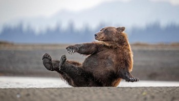 Beruang cokelat di Alaska sedang olahraga. Foto: Scott Suriano/Nikon Comedy Wildlife Awards 2026