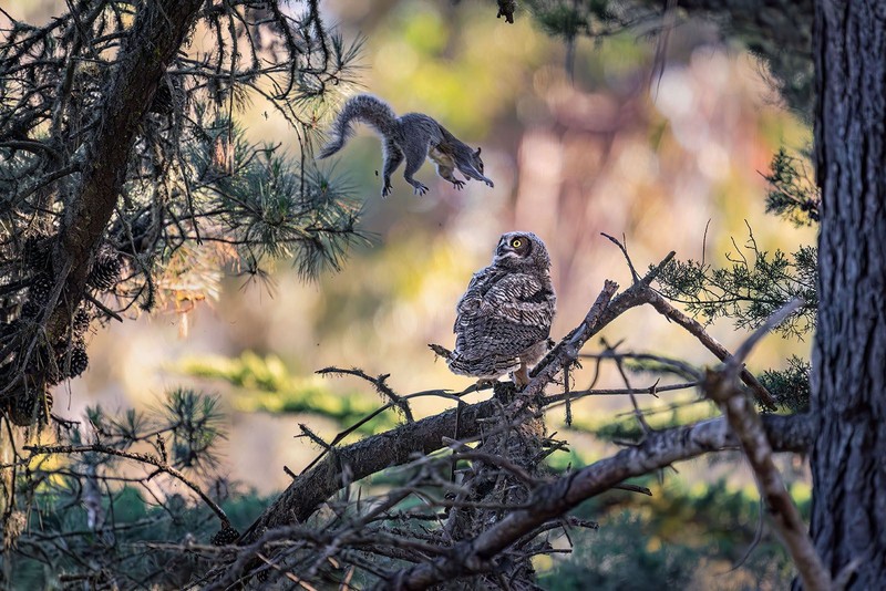 Nikon Comedy Wildlife Awards 2026