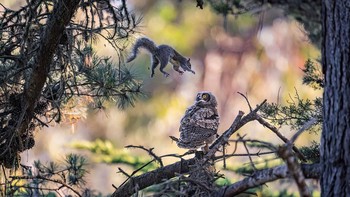 Surprise! Burung hantu di Santa Cruz ini sampai kaget tiba-tiba diserang tupai. Foto: Kevin Lohman/Nikon Comedy Wildlife Awards 2026