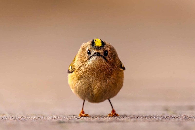 Nikon Comedy Wildlife Awards 2026