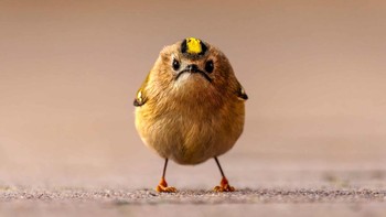 Angry bird ternyata ada di dunia nyata, dan ditemukan di Jerman. Foto: Jan Wittmer/Nikon Comedy Wildlife Awards 2026
