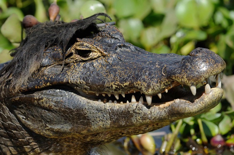 Nikon Comedy Wildlife Awards 2026