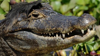 Buaya caiman di Brasil ini lagi mencoba potongan rambut baru. Foto: Paolo Torre/Nikon Comedy Wildlife Awards 2026