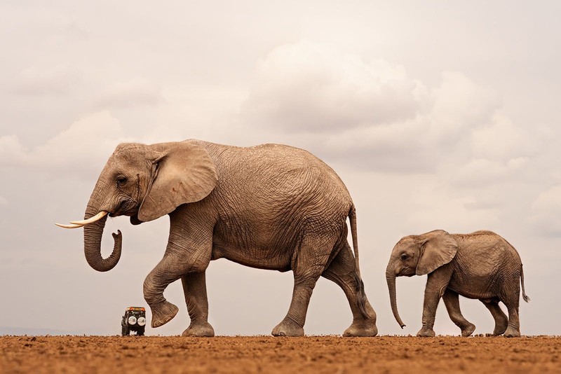 Nikon Comedy Wildlife Awards 2026