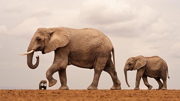 Tenang, mobil jip itu tidak akan diinjak gajah kok. Foto: Shailza Singhal/Nikon Comedy Wildlife Awards 2026