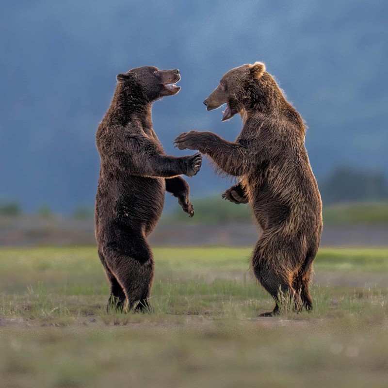 Nikon Comedy Wildlife Awards 2026