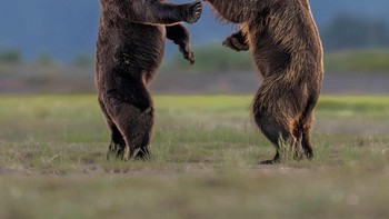 Dua beruang cokelat remaja sedang bermain di Alaska. Foto: Charles Janson/Nikon Comedy Wildlife Awards 2026