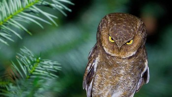 Burung hantu di China ini mood-nya sedang tidak baik. Lebih baik jangan diganggu. Foto: Ka Chun Jacky Sung/Nikon Comedy Wildlife Awards 2026