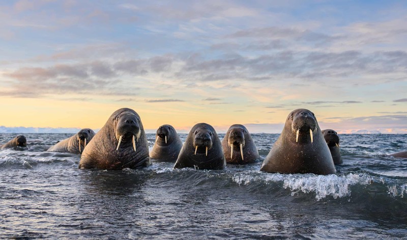 Nikon Comedy Wildlife Awards 2026