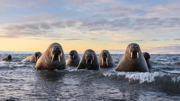 Jangan macam-macam sama gerombolan singa laut ini. Foto: Marek Jackowski/Nikon Comedy Wildlife Awards 2026