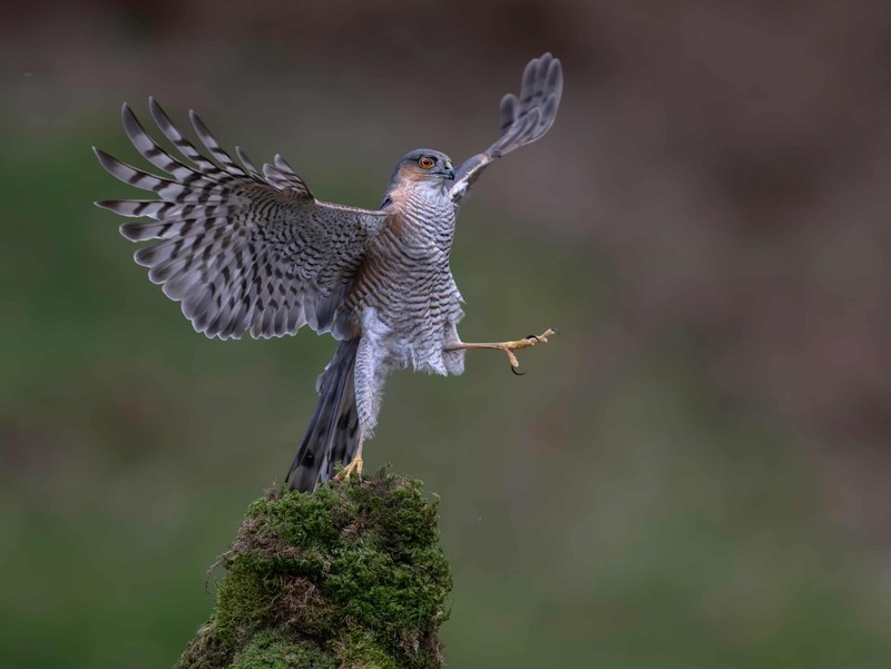 Nikon Comedy Wildlife Awards 2026
