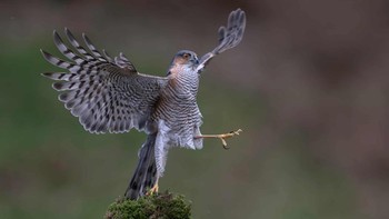 Sparrowhawk di Skotlandia ini sedang berlatih menari. Foto: Robert Nairn/Nikon Comedy Wildlife Awards 2026