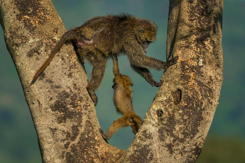 Nikon Comedy Wildlife Awards 2026