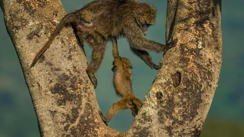 Bayi babun ini terlihat sangat kuat sampai bisa mengangkat induknya di atas kepala. Foto: Andy Parkinson/Nikon Comedy Wildlife Awards 2026