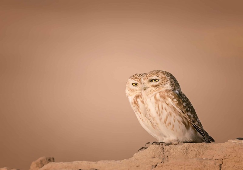 Nikon Comedy Wildlife Awards 2026