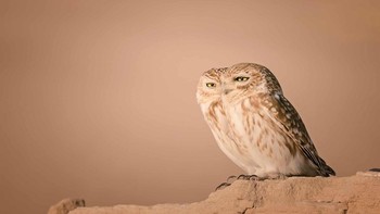 Coba perhatikan dengan seksama, di foto ini ada dua ekor burung hantu. Foto: Lynn Emery/Nikon Comedy Wildlife Awards 2026