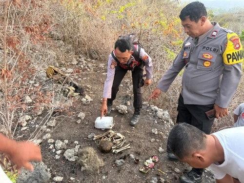 Polisi mengumpulkan tengkorak dan tulang belulang Ni Nyoman Selir (79) di Bukit Rempaan, Desa Pejukutan, Nusa Penida, Klungkung, Bali, Jumat (2/10/2026). (Dok. Humas Polres Klungkung).