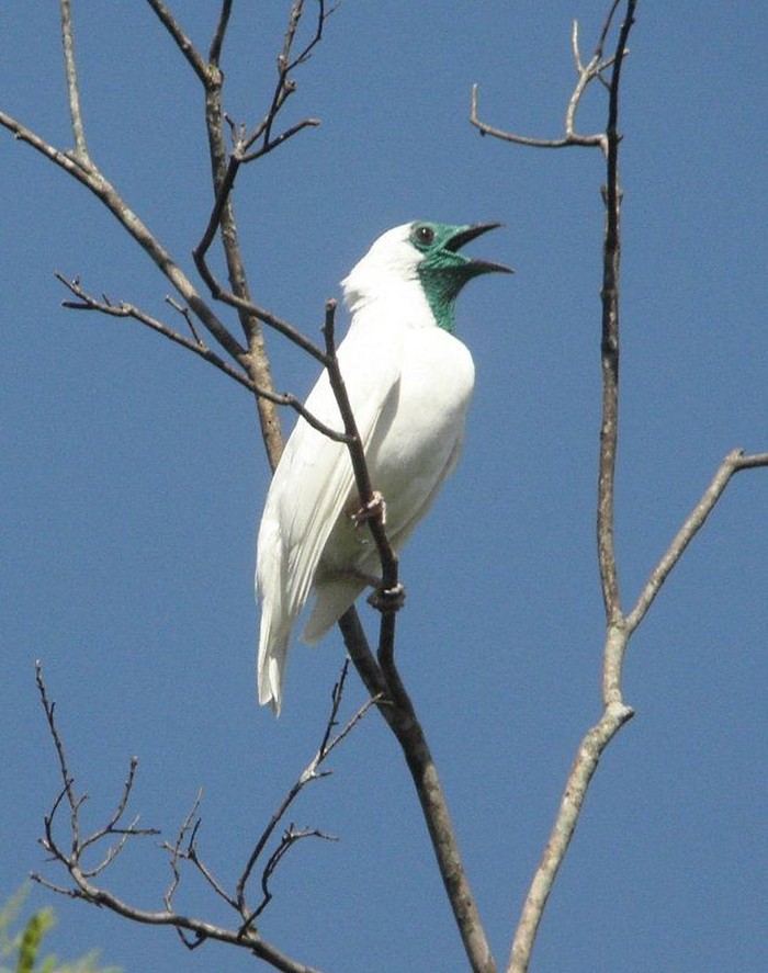 Bare-throated bellbird atau burung lonceng leher telanjang (Procnias nudicollis) menghasilkan kicauan hingga 131 desibel.