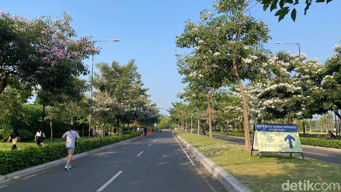 Bunga tabebuya bermekaran di Bandung.