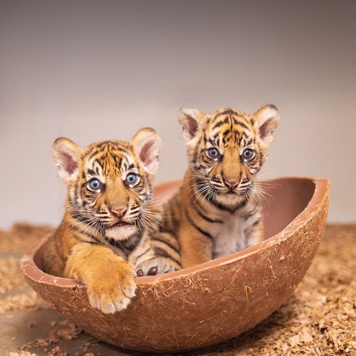 Dua ekor anak harimau Sumatera lahir di Texas