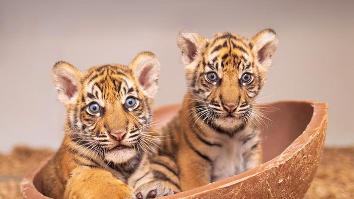 Dua ekor anak harimau Sumatera lahir di Texas