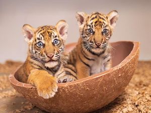 Kabar Gembira dari Texas, 2 Bayi Harimau Sumatera Lahir untuk Pertama Kalinya