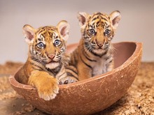 Kabar Gembira dari Texas, 2 Bayi Harimau Sumatera Lahir untuk Pertama Kalinya