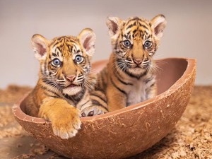 Kabar Gembira dari Texas, 2 Bayi Harimau Sumatera Lahir untuk Pertama Kalinya