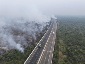 251 Personel Dikerahkan Padamkan Karhutla di Dekat Perkebunan-Tol Terpeka OKI