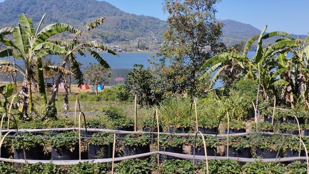 Kebun Stroberi di Tepi Danau Buyan Kebun stroberi di tepi Danau Buyan, Buleleng, Bali, Minggu (27/9/2026).
