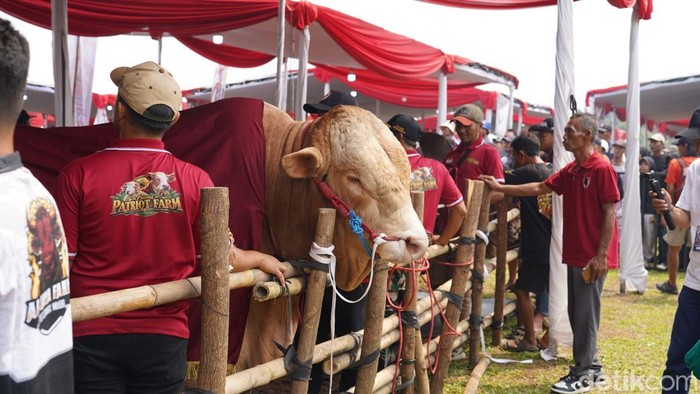 Kontes sapi di Bogor