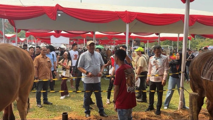 Kontes sapi di Bogor.