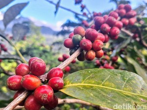 Cara Hidupkan Lagi Bondowoso Republik Kopi Lewat Ratusan Konten Video