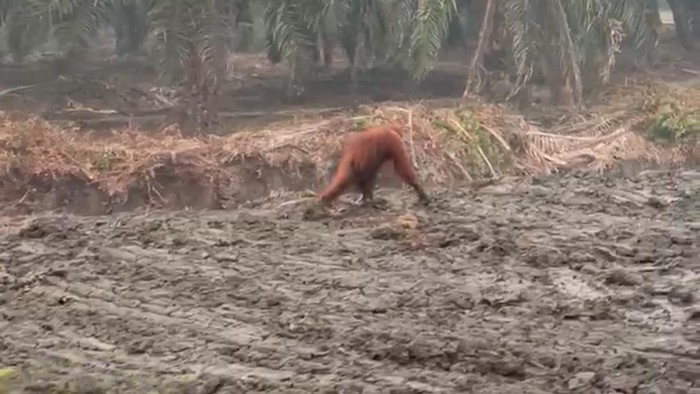 Orang utan kebingungan mencari tempat berlindung karena habitatnya terbakar di Jalan Kotawaringin Lama. (Istimewa/Dok Polsek Kolam)